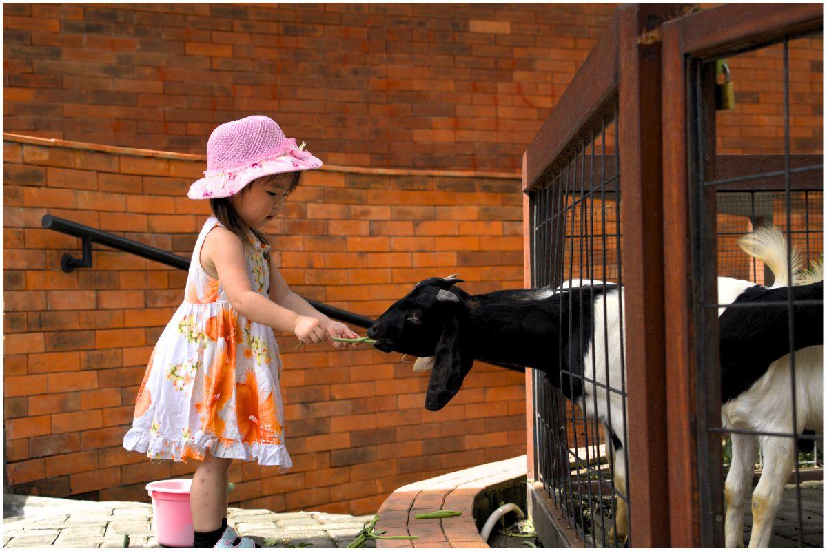 animal feeding in Mai Main