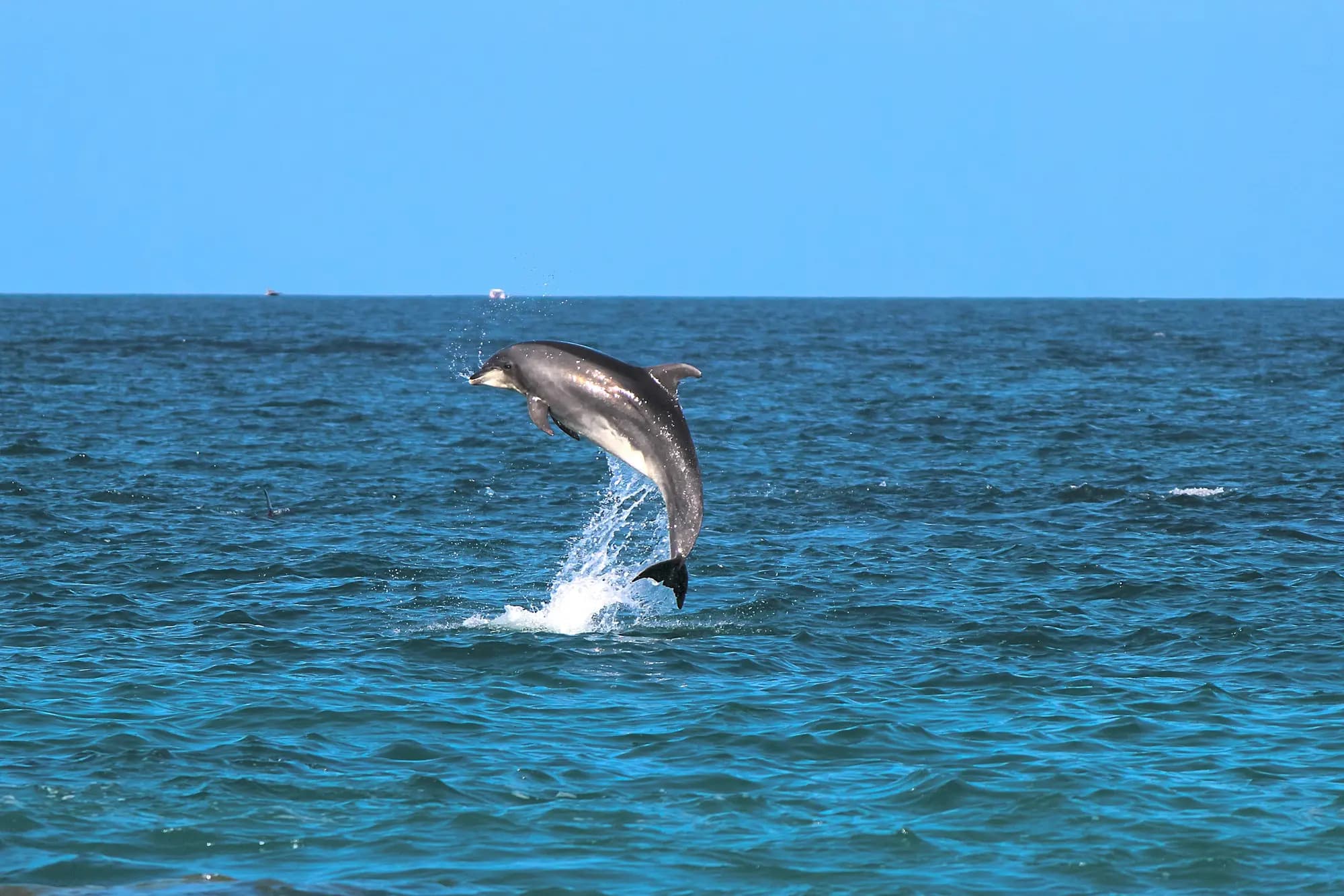 Best Dolphin Spots in Bali for Family Adventures